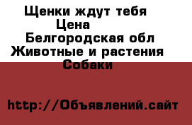 Щенки ждут тебя. › Цена ­ 250 - Белгородская обл. Животные и растения » Собаки   